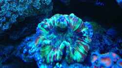 Trachyphyllia geoffroyi