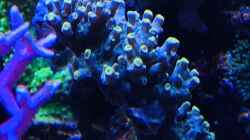 Pflanzen im Aquarium Delta-Becken
