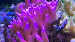 Pflanzen im Aquarium Delta-Becken