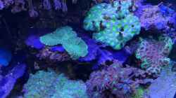 Pflanzen im Aquarium Delta-Becken
