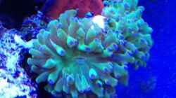 Euphyllia paradivisa frag V2