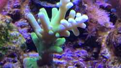 Pflanzen im Aquarium Delta-Becken