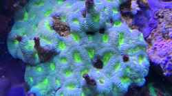 Pflanzen im Aquarium Delta-Becken