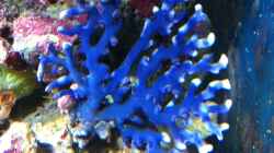 Montipora ??