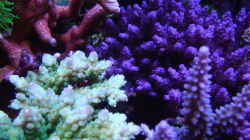 Aquarium Delta-Becken