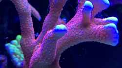Pflanzen im Aquarium Delta-Becken