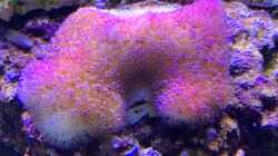 Pflanzen im Aquarium Delta-Becken