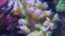 Pflanzen im Aquarium Delta-Becken