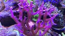 Pflanzen im Aquarium Delta-Becken