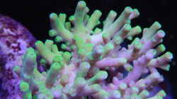 Acropora Tricolor