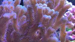 Pflanzen im Aquarium Delta-Becken