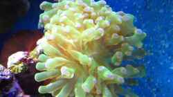 Euphyllia paradivisa