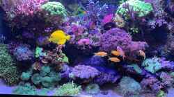 Pflanzen im Aquarium Delta-Becken