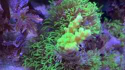 Pflanzen im Aquarium Delta-Becken