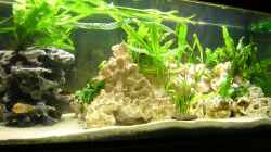 Aquarium Becken 1613
