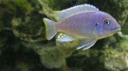 Besatz im Aquarium Becken 1613