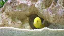 Besatz im Aquarium Becken 1613