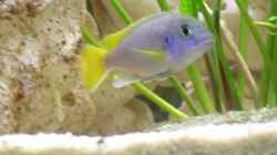 Besatz im Aquarium Becken 1613
