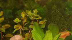 Aquarium Wasserparadies