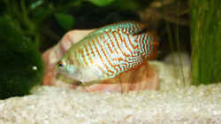 Zwerfadenfisch