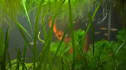 Aquarium Wasserparadies