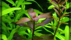 Ludwigia repens