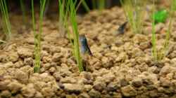Besatz im Aquarium Becken 16364