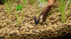 Besatz im Aquarium Becken 16364