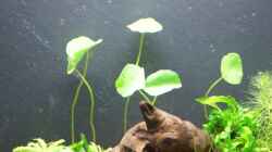 Amerikanischer Wassernabel (Hydrocotyle verticillata)