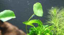 Besatz im Aquarium Becken 16364
