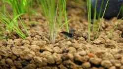 Besatz im Aquarium Becken 16364