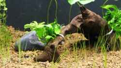 Pflanzen im Aquarium Becken 16364