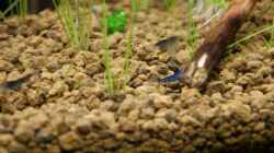 Besatz im Aquarium Becken 16364