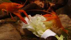 Besatz im Aquarium Procambarus Clarkii (nur noch als Beispiel)
