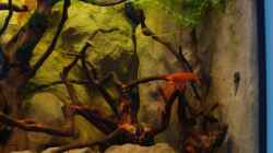 Aquarium Procambarus Clarkii (nur noch als Beispiel)