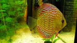 Besatz im Aquarium Becken 16462