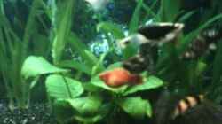 Besatz im Aquarium Becken 1649
