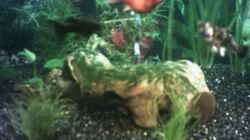 Dekoration im Aquarium Becken 1649