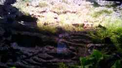 Aquarium Froschgrotte
