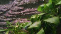 Aquarium Froschgrotte