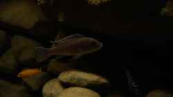 Besatz im Aquarium dark dream