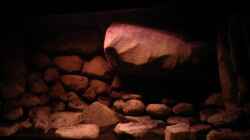 Dekoration im Aquarium dark dream