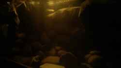 Dekoration im Aquarium dark dream