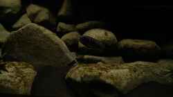 Besatz im Aquarium dark dream