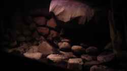 Dekoration im Aquarium dark dream