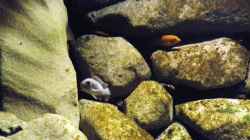 Besatz im Aquarium dark dream