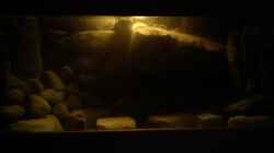 Dekoration im Aquarium dark dream