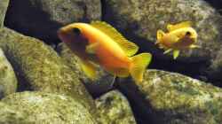 Besatz im Aquarium dark dream