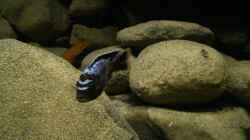 Besatz im Aquarium dark dream