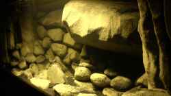 Dekoration im Aquarium dark dream